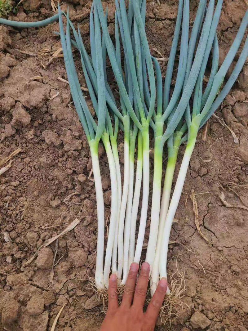 自家种植日本钢葱大量上市，欢迎选购，价格合理量大从优商超
