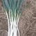 自家种植日本钢葱大量上市，欢迎选购，价格合理量大从优商超
