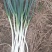 自家种植日本钢葱大量上市，欢迎选购，价格合理量大从优商超
