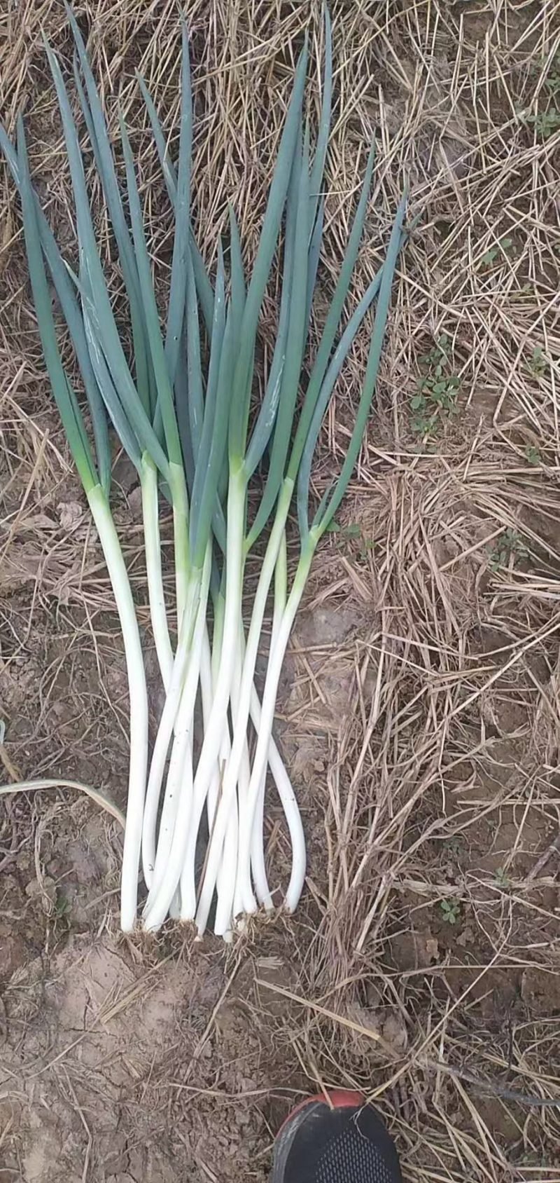 自家种植日本钢葱大量上市，欢迎选购，价格合理量大从优商超