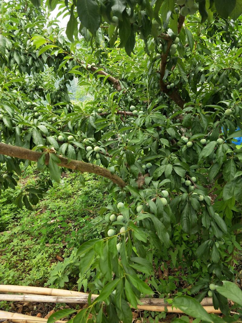 四川绵阳平武各种类桃子，价格公道，货源充足。