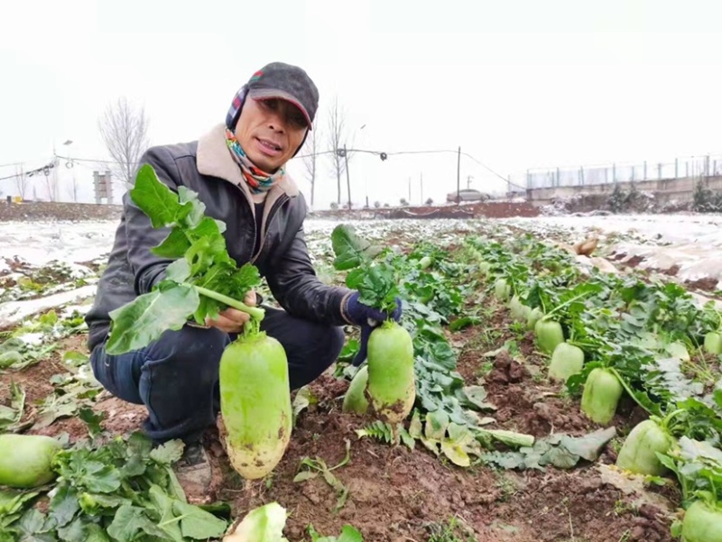 河南优质绿骏杂交萝卜种子绿皮绿肉生长速度快75天上市