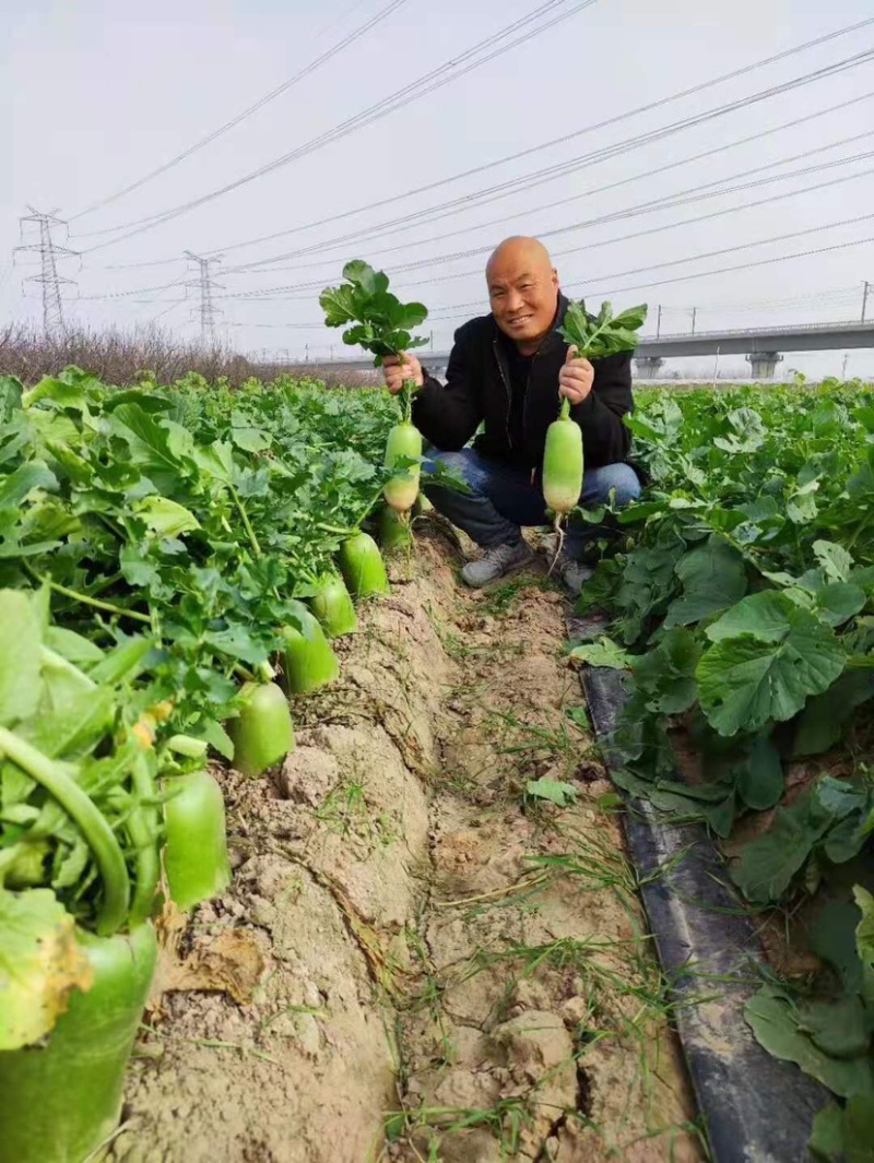 河南优质绿骏杂交萝卜种子绿皮绿肉生长速度快75天上市