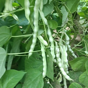 九粒白芸豆