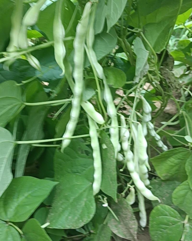 九粒白芸豆
