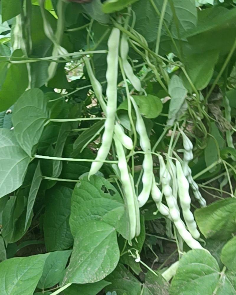 九粒白芸豆