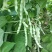 九粒白芸豆