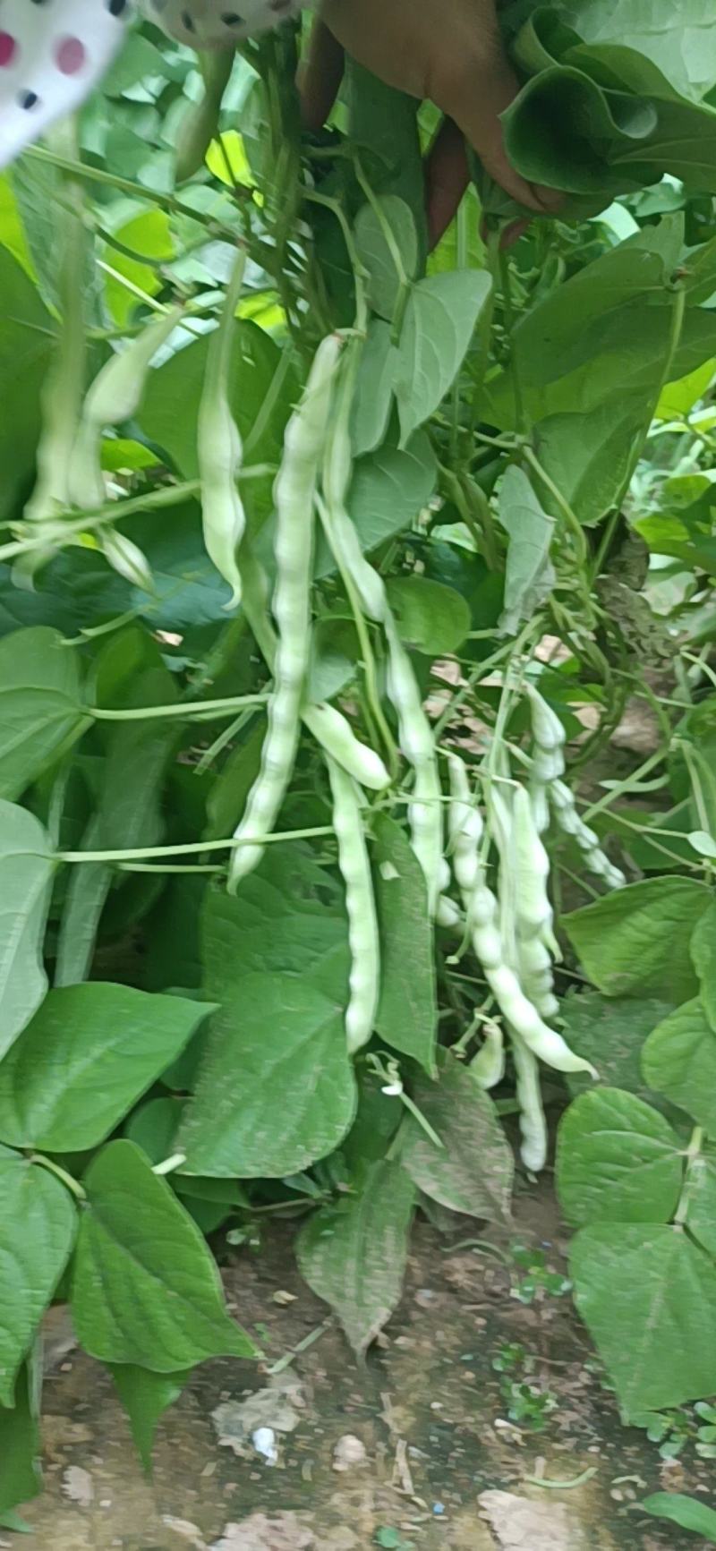 九粒白芸豆