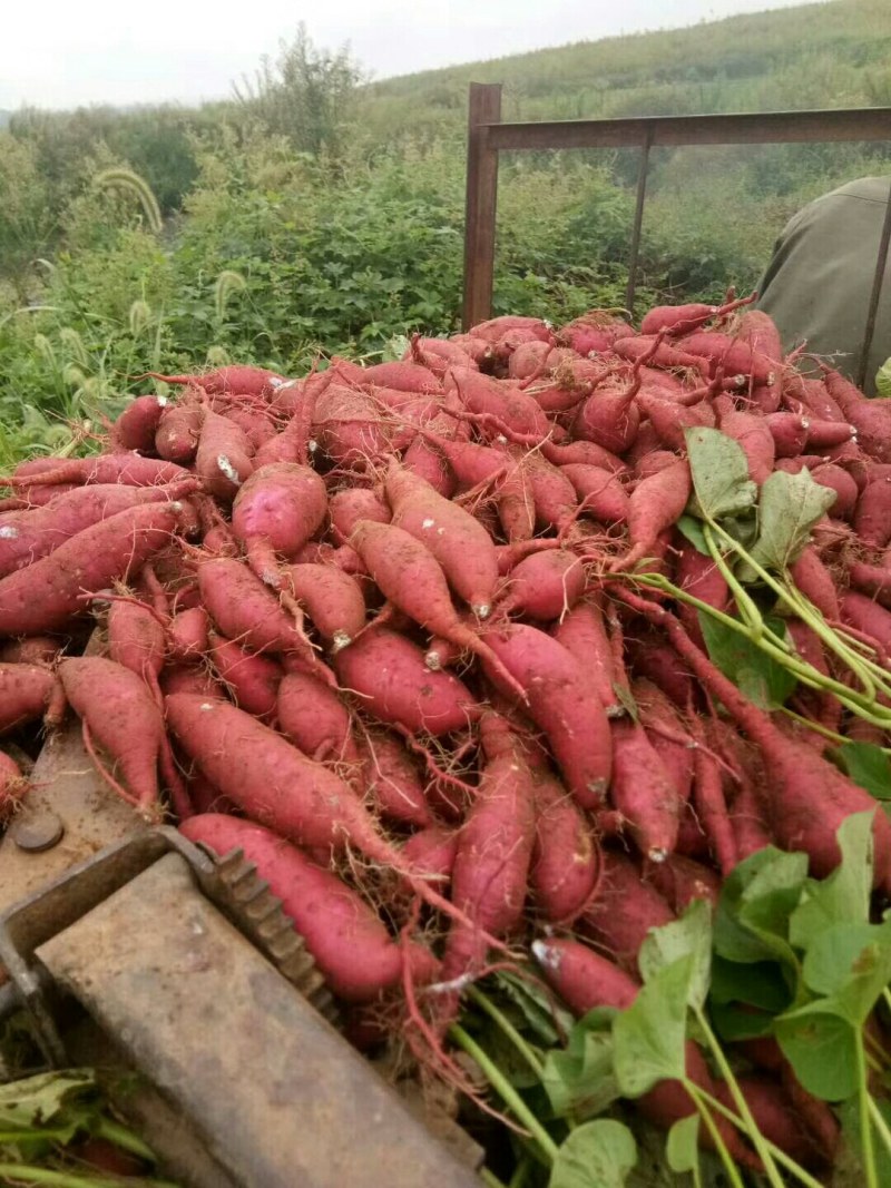 丘林沙土田303蜜薯，大量上市中……