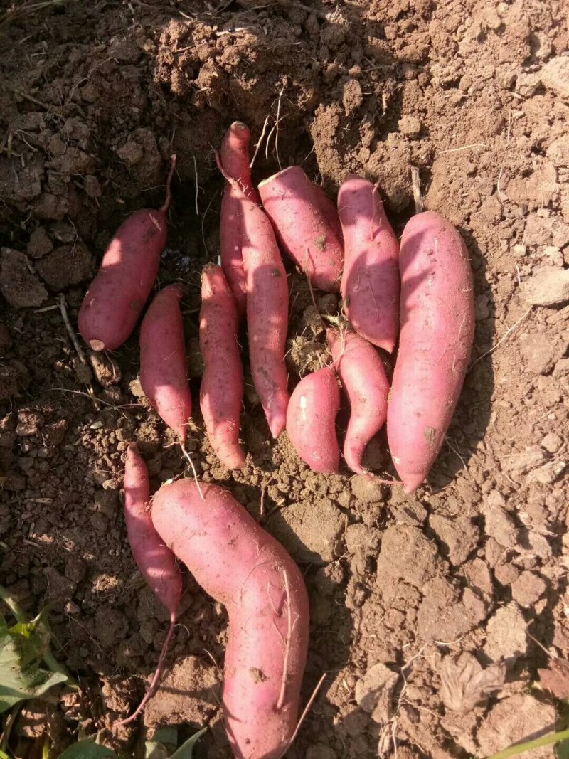 丘林沙土田303蜜薯，大量上市中……