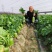 河南优质绿骏杂交萝卜种子绿皮绿肉生长速度快75天上市