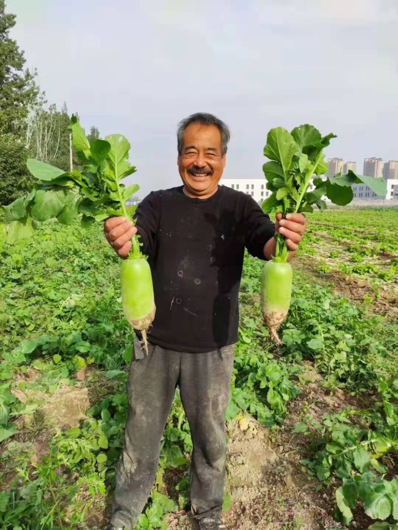 河南优质绿骏杂交萝卜种子绿皮绿肉生长速度快75天上市
