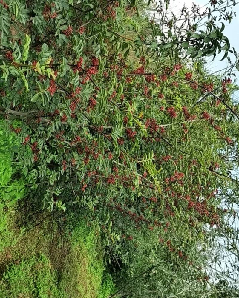 四川大凉山盐源红花椒大量上市，品质优价格美丽，全国发货