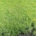 学起花卉基地《金叶佛甲草》基地直发可视频看货量大价优