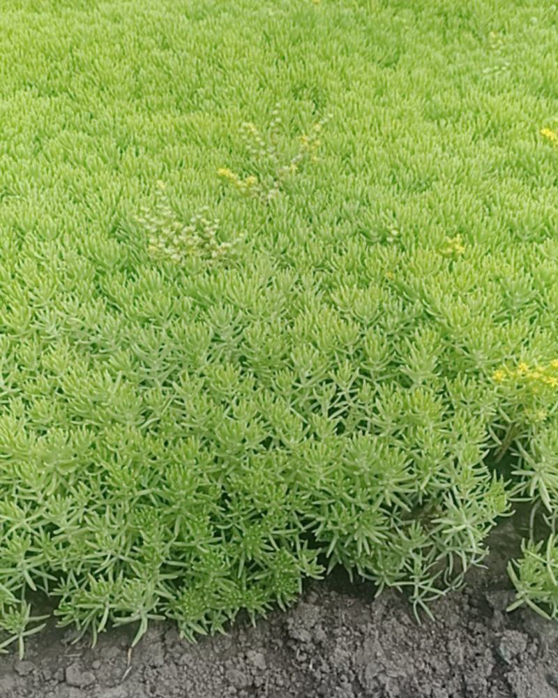 学起花卉基地《金叶佛甲草》基地直发可视频看货量大价优