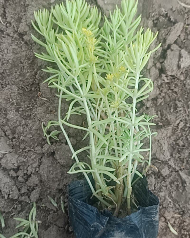 学起花卉基地《金叶佛甲草》基地直发可视频看货量大价优