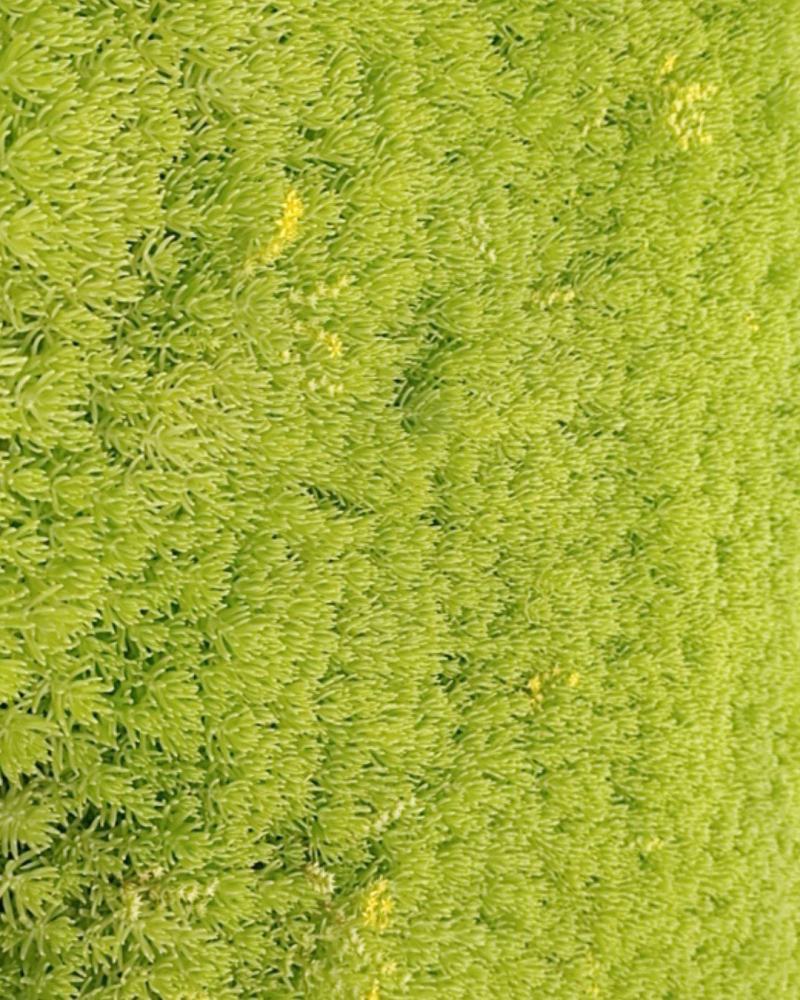 学起花卉基地《金叶佛甲草》基地直发可视频看货量大价优