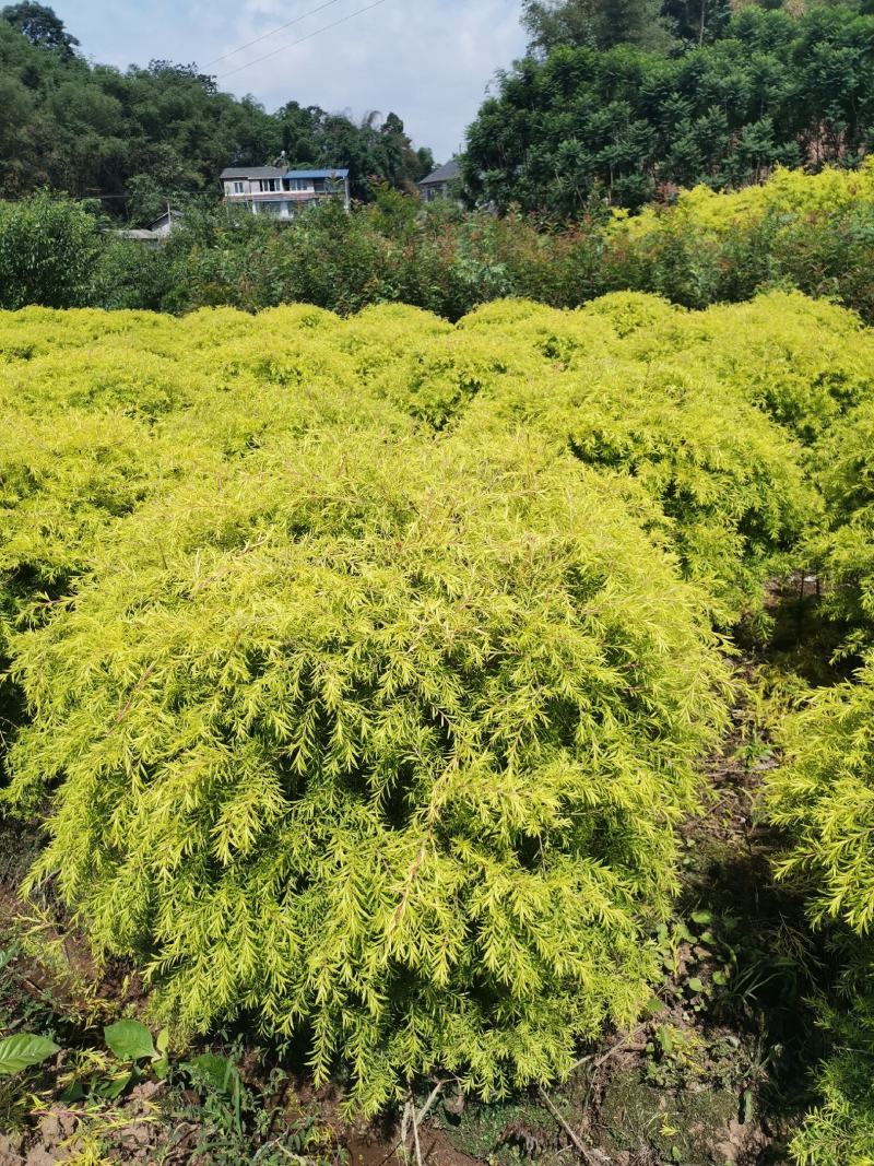 已经土地整改好的山地，面积200亩以上可以面谈