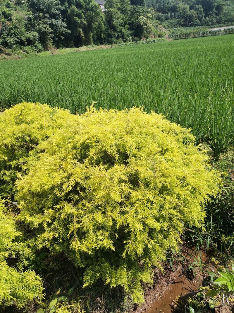 已经土地整改好的山地，面积200亩以上可以面谈