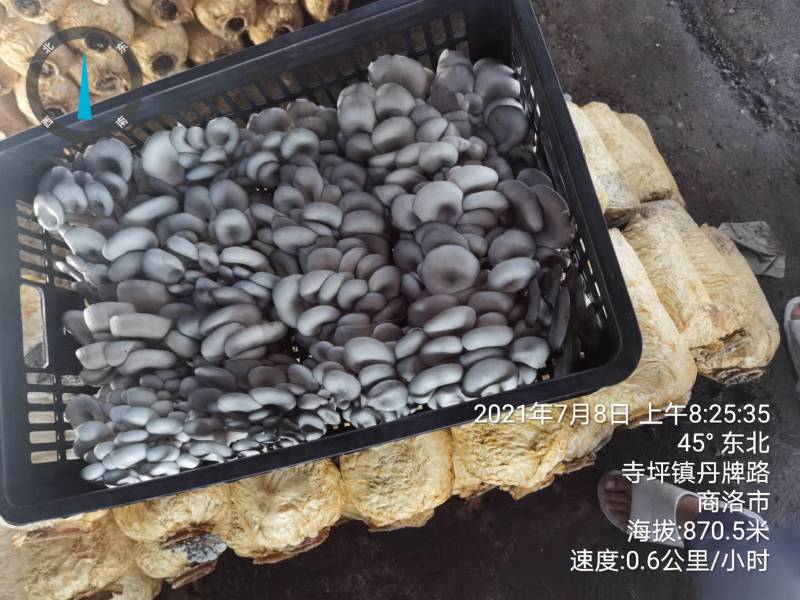 陕西精品黑蘑菇惊爆价。