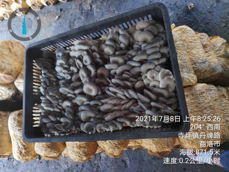 陕西精品黑蘑菇惊爆价。