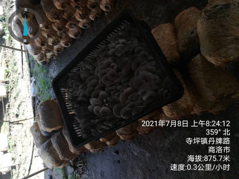 陕西精品黑蘑菇惊爆价。