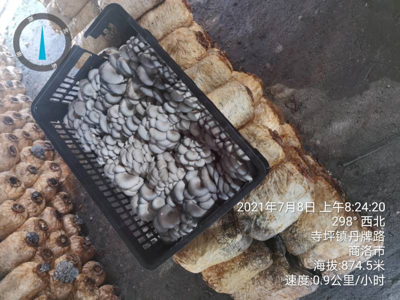 陕西精品黑蘑菇惊爆价。