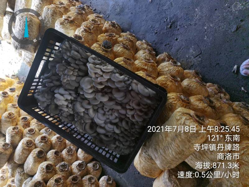 陕西精品黑蘑菇惊爆价。