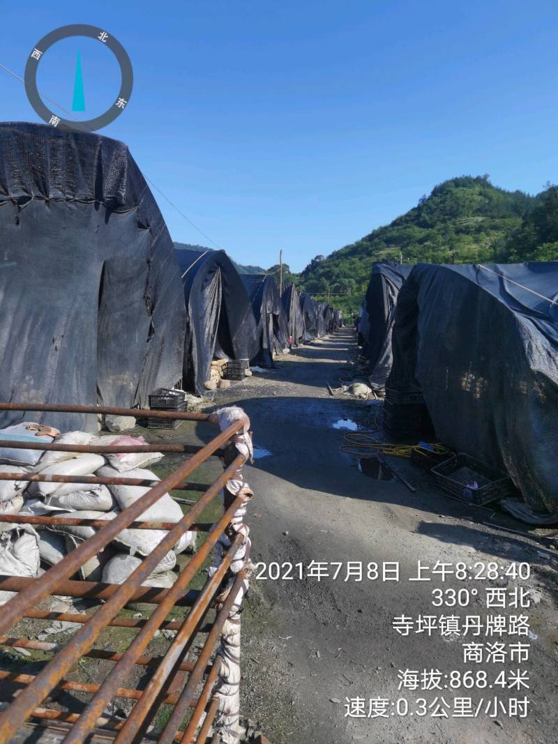 陕西精品黑蘑菇惊爆价。
