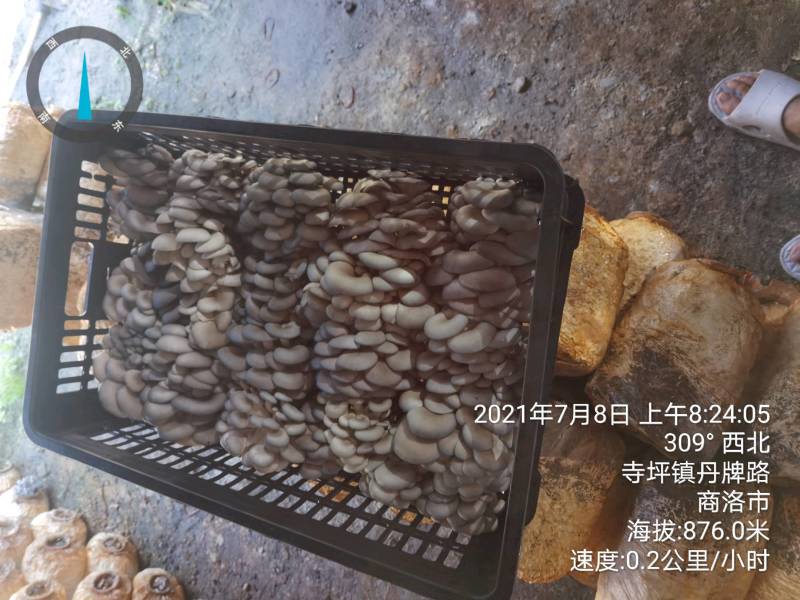 陕西精品黑蘑菇惊爆价。