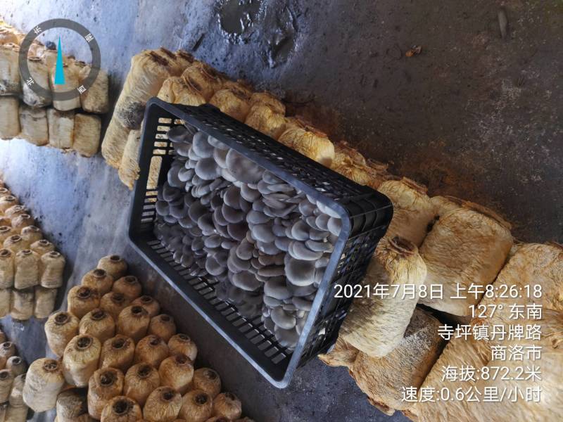 陕西精品黑蘑菇惊爆价。