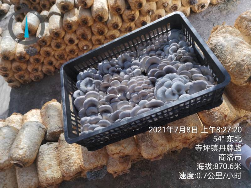 陕西精品黑蘑菇惊爆价。