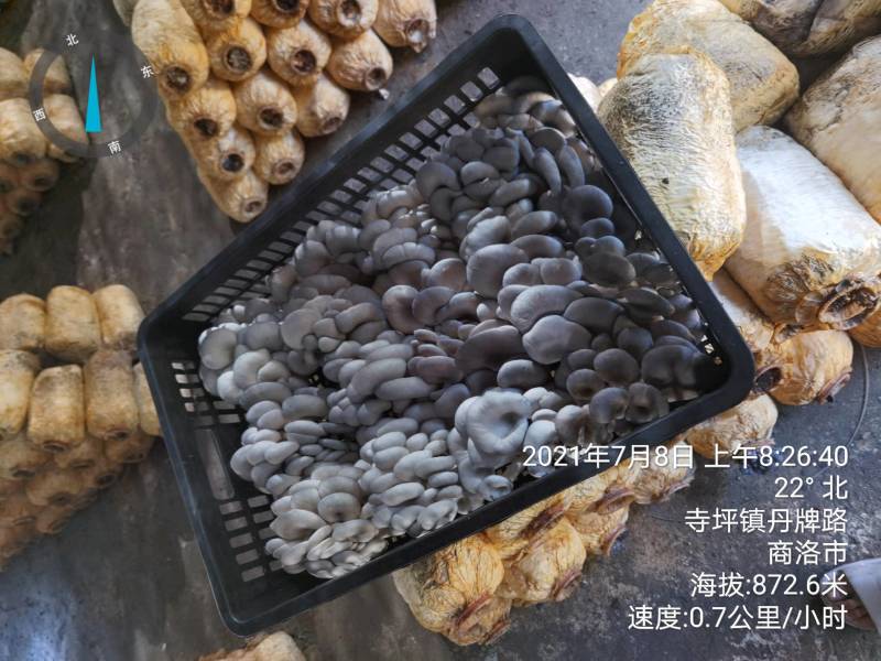 陕西精品黑蘑菇惊爆价。