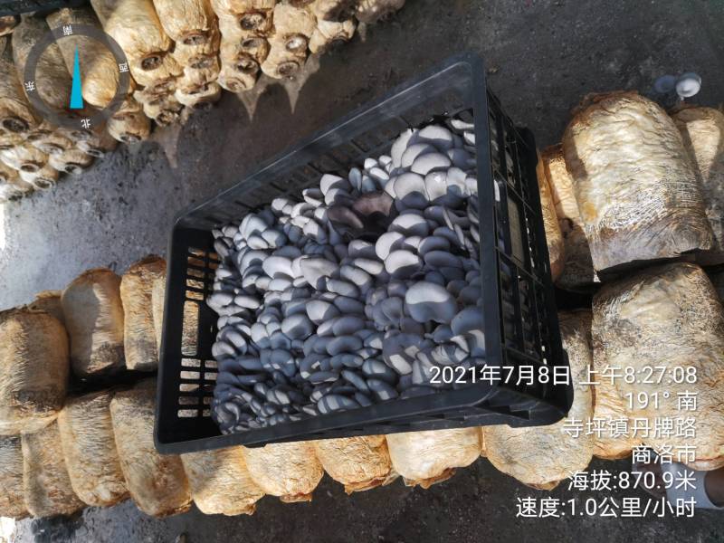 陕西精品黑蘑菇惊爆价。