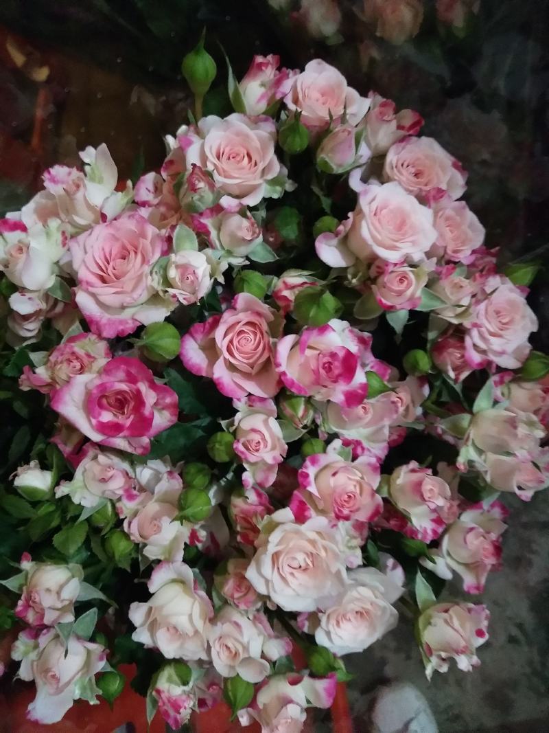 多头，单头玫瑰月季花苗