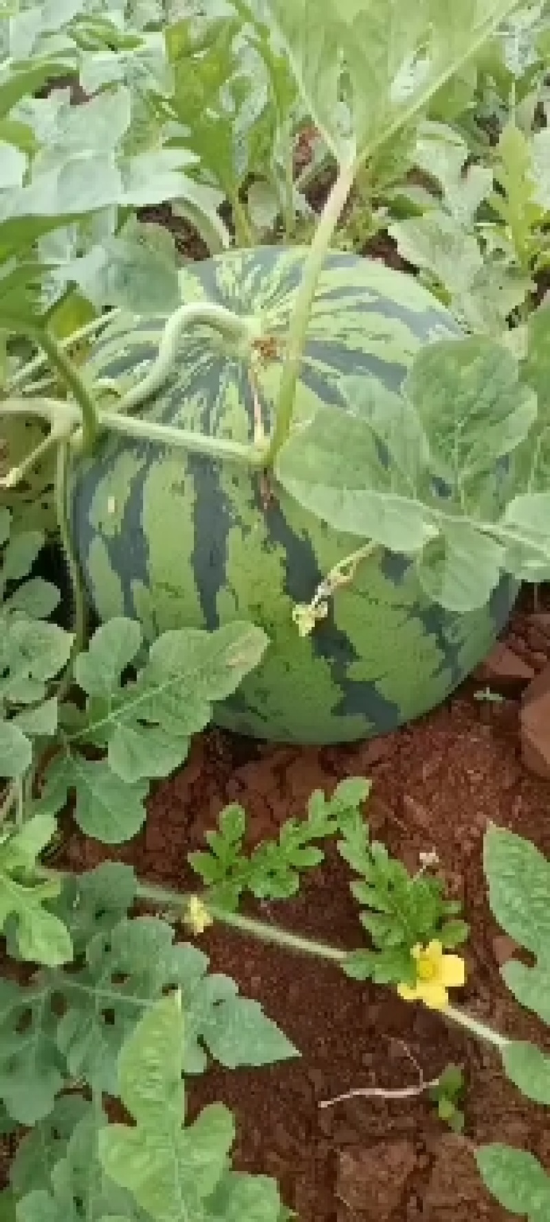 西瓜红蜜西瓜，个大，瓤口红，无上水