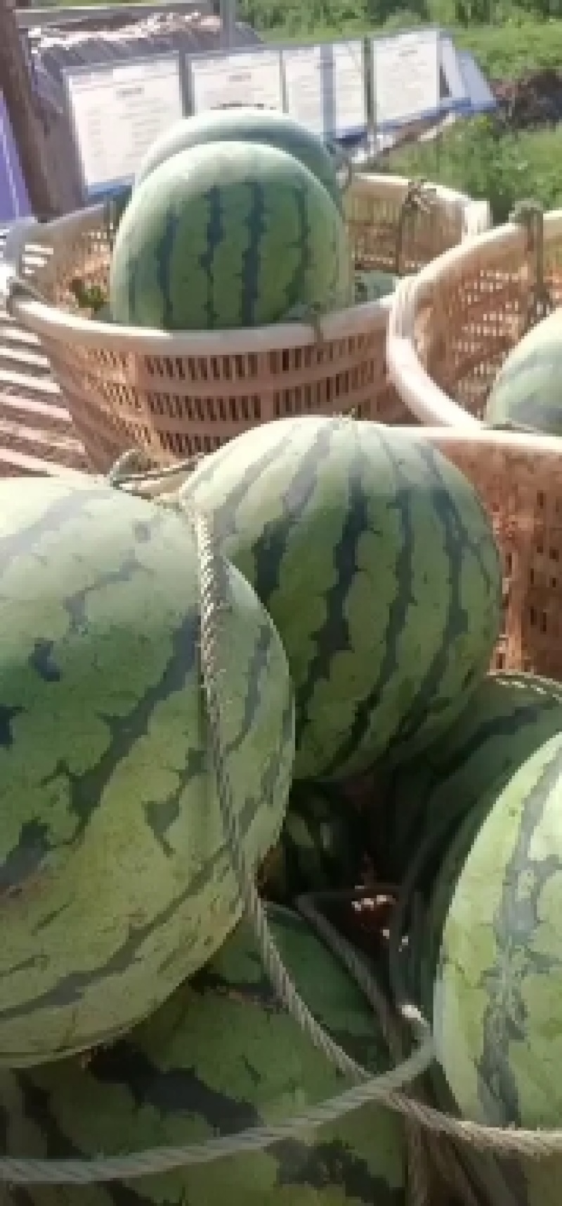 西瓜红蜜西瓜，个大，瓤口红，无上水