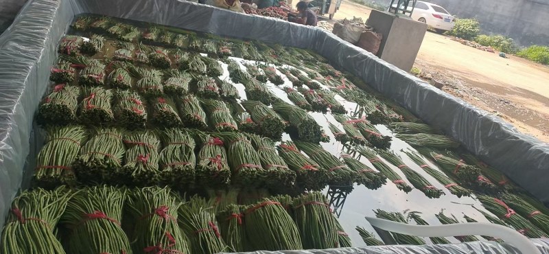兰陵县青条豆角大量上市60以上一手货源质量保证代发全国
