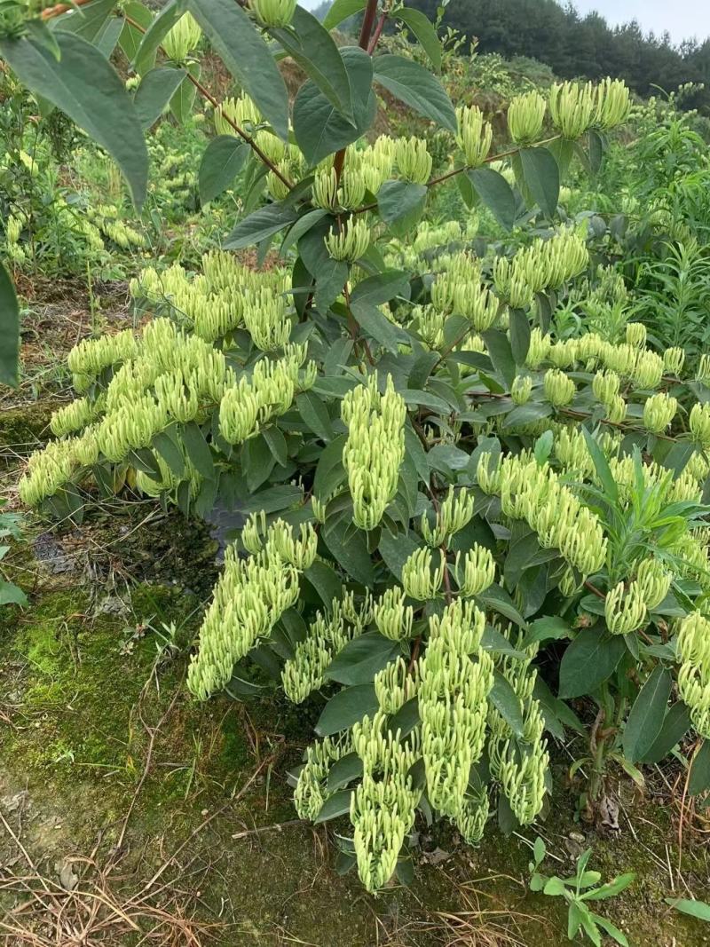 湘蕾金银花苗产地直供金银花苗头粗壮，产前产后提供技术指导