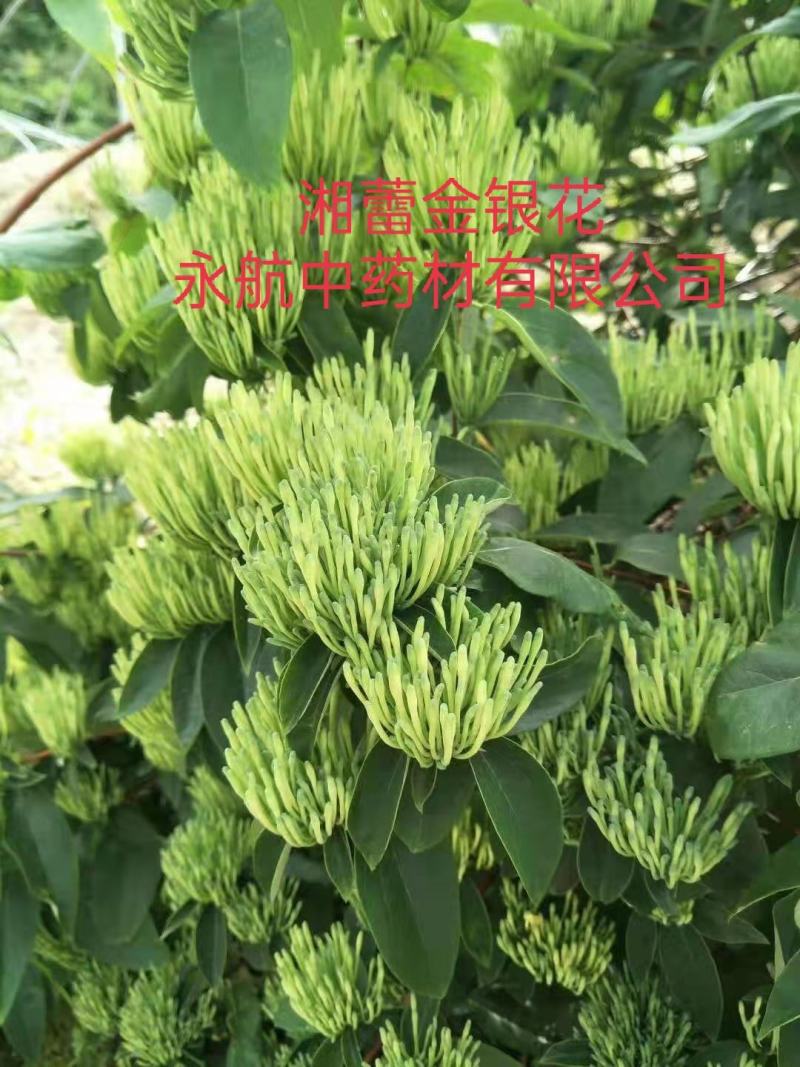 湘蕾金银花苗产地直供金银花苗头粗壮，产前产后提供技术指导