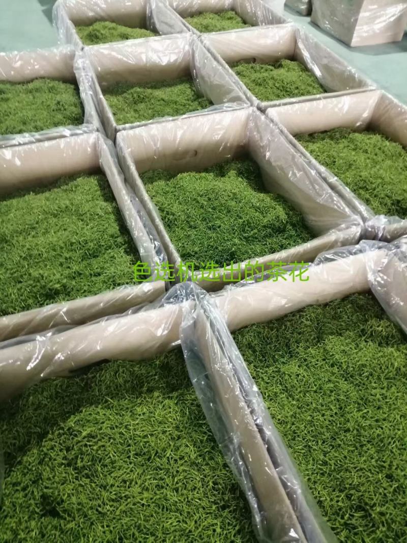 湘蕾金银花苗产地直供金银花苗头粗壮，产前产后提供技术指导