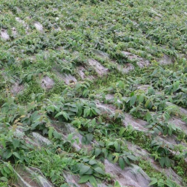 湘蕾金银花苗产地直供金银花苗头粗壮,产前产后提供技术指导