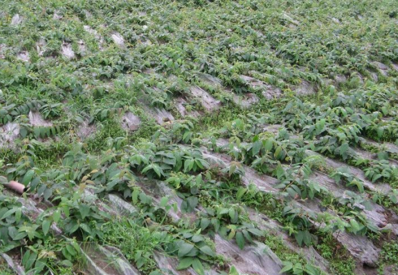 湘蕾金银花苗产地直供金银花苗头粗壮，产前产后提供技术指导