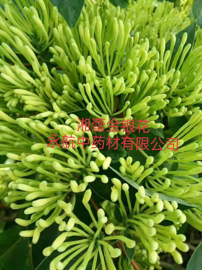 湘蕾金银花苗产地直供金银花苗头粗壮，产前产后提供技术指导