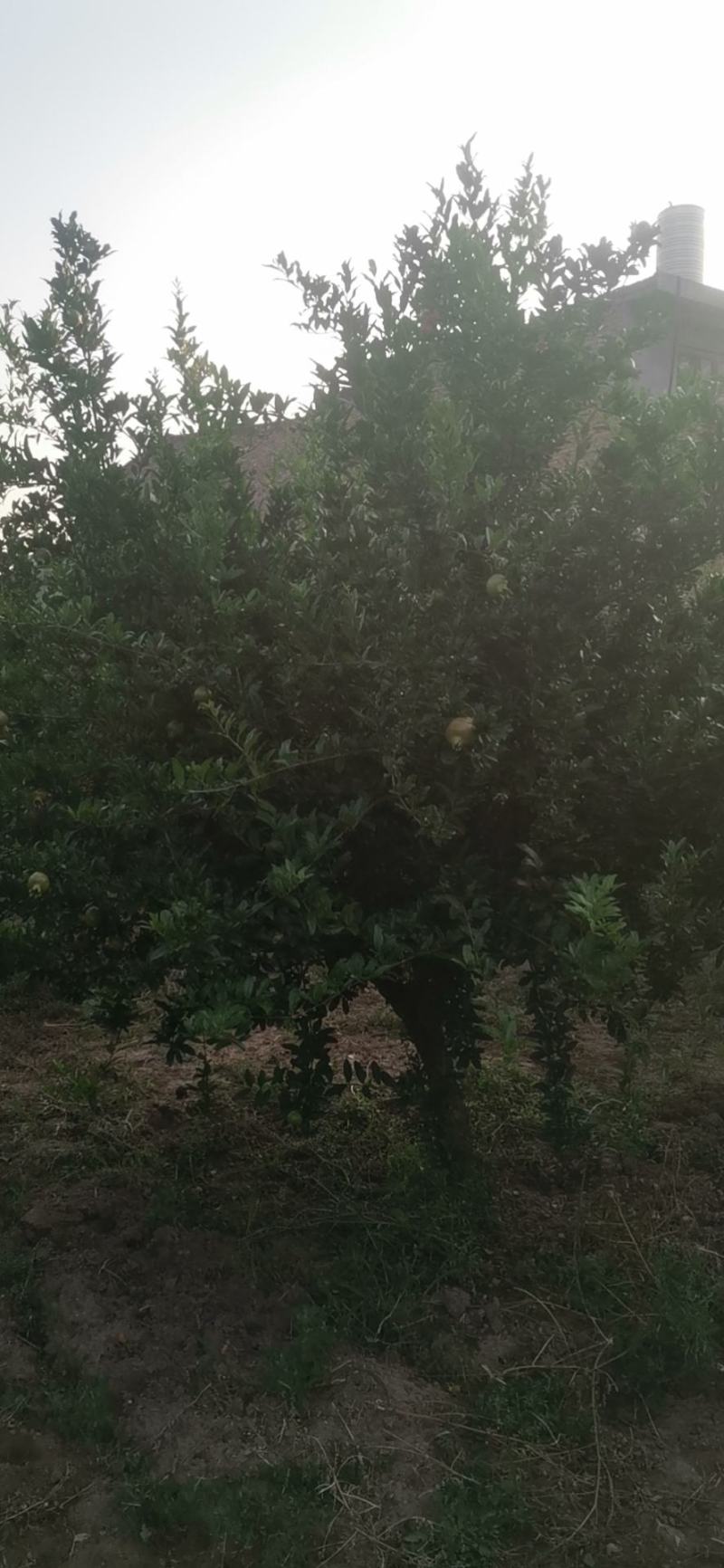 大量出售石榴树，量大从优，量大可以优惠，