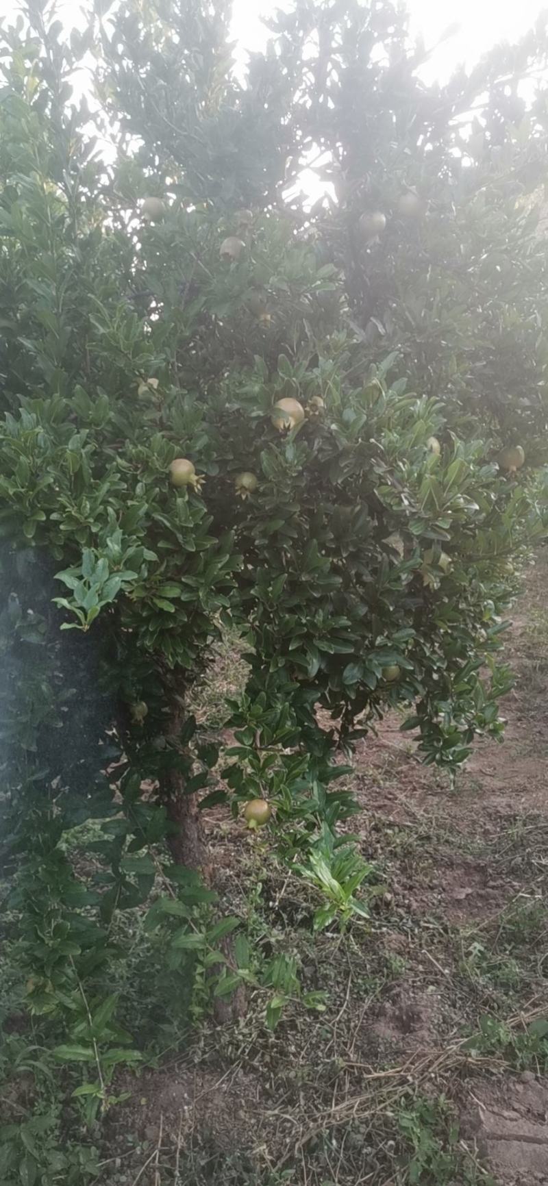 大量出售石榴树，量大从优，量大可以优惠，