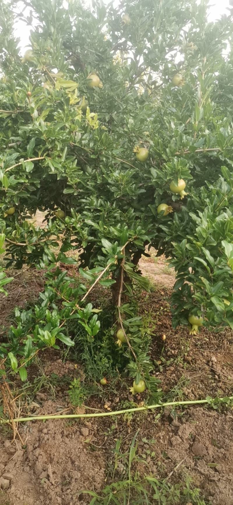 大量出售石榴树，量大从优，量大可以优惠，