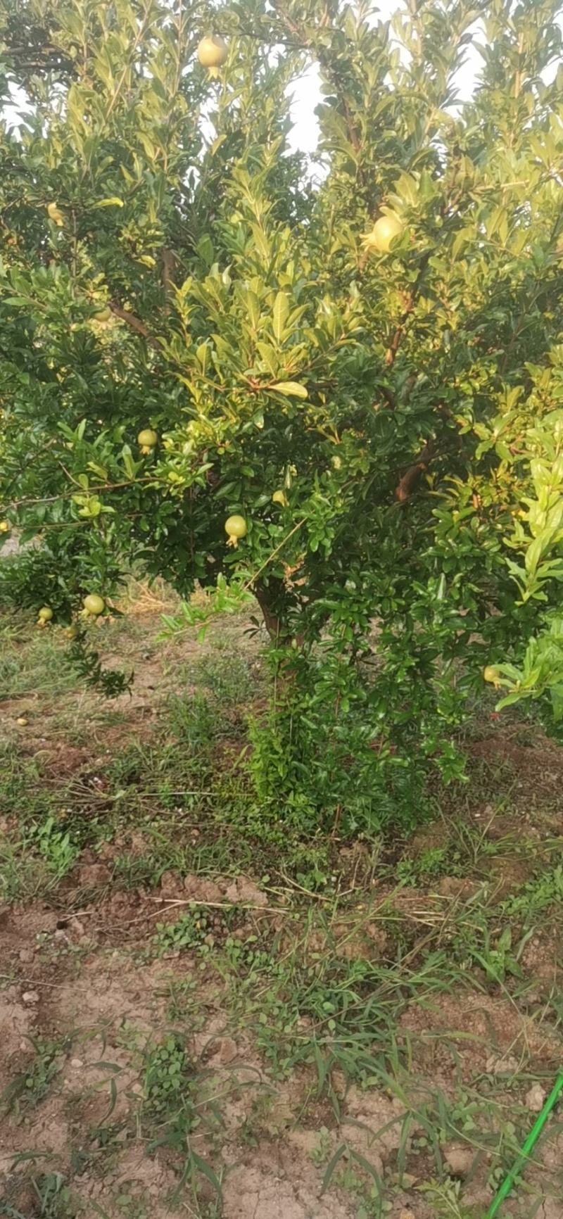 大量出售石榴树，量大从优，量大可以优惠，