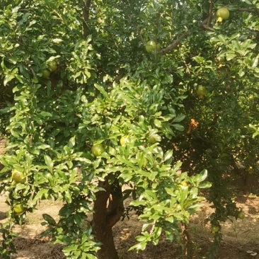 大量出售石榴树，量大从优，量大可以优惠，
