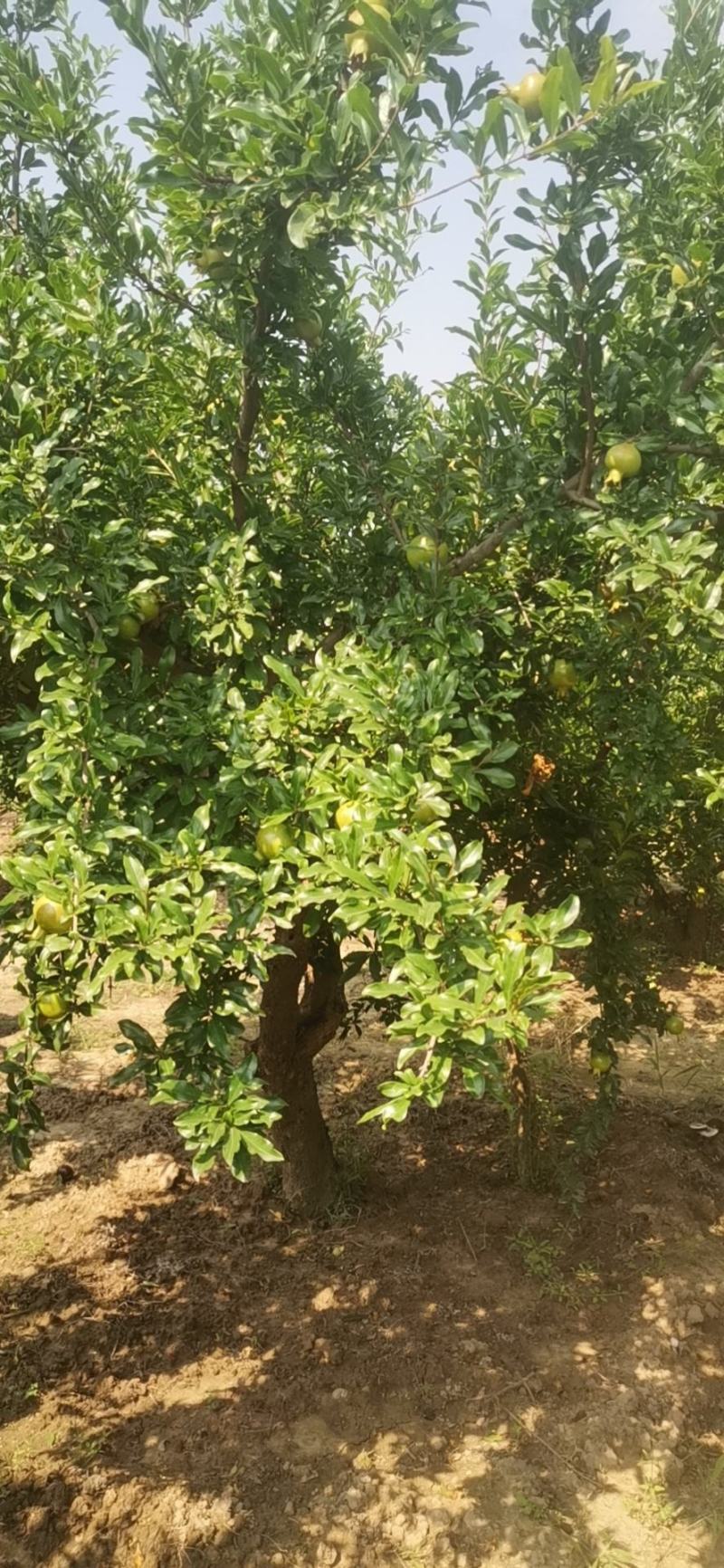大量出售石榴树，量大从优，量大可以优惠，